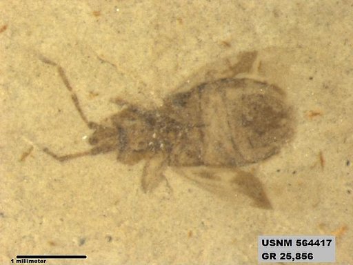 Genus sp