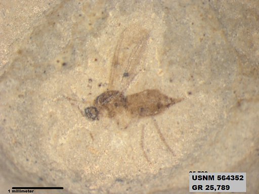 Genus sp