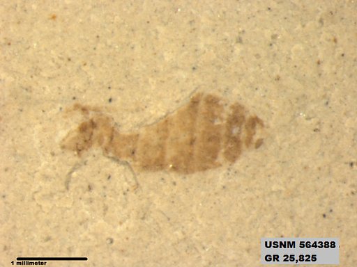 Genus sp
