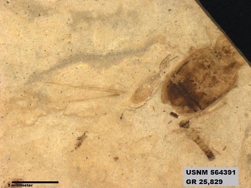 Genus sp