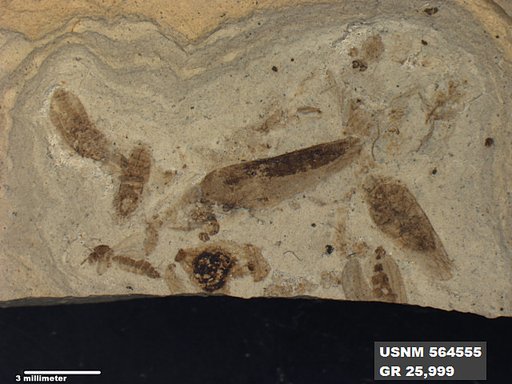 Genus sp