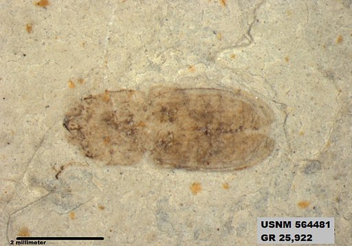 Insecta