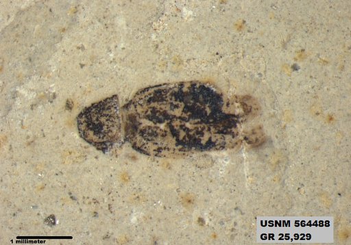 Insecta