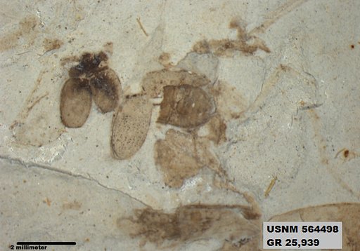 Genus sp