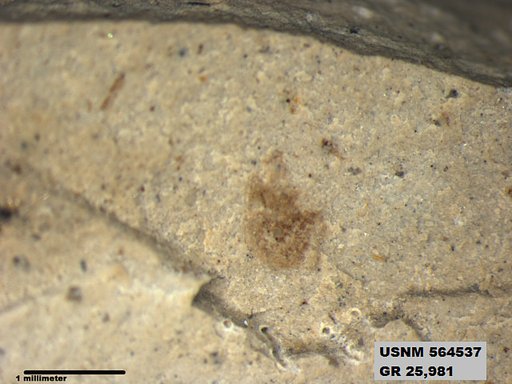 Insecta