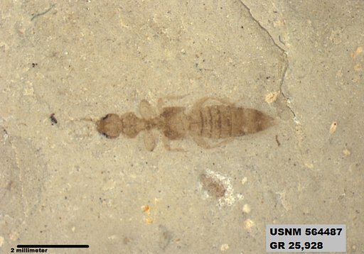 Genus sp