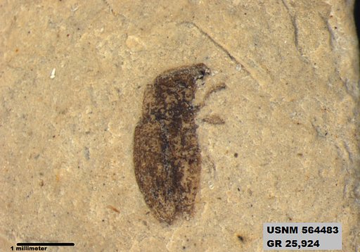 Insecta