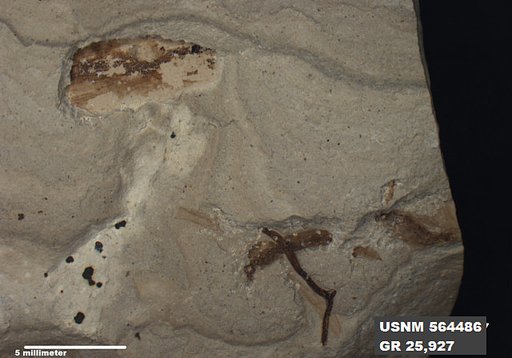 Genus sp