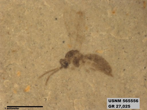 Genus sp