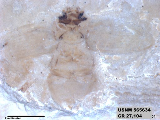 Insecta