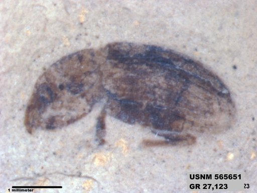 Insecta