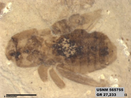 Genus sp
