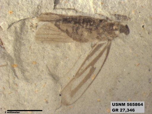 Genus sp