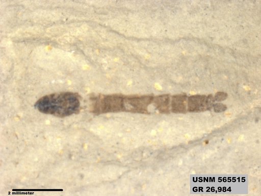 Genus sp