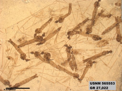 Genus sp