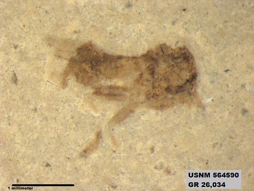 Insecta