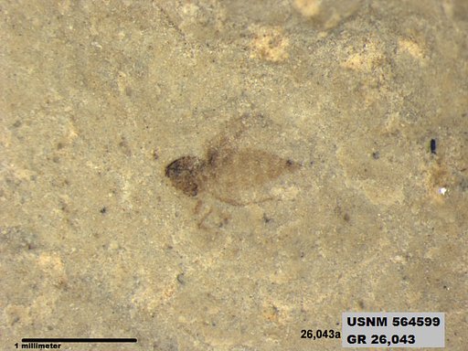 Insecta