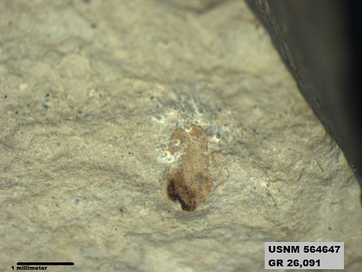 Insecta