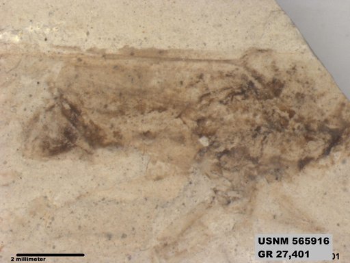 Genus sp