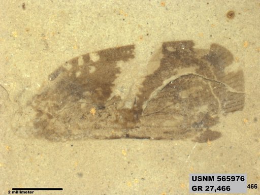 Genus sp