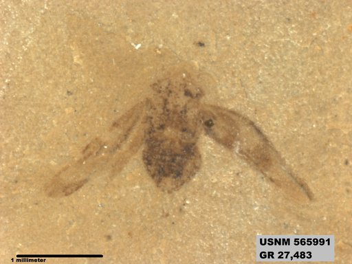 Genus sp