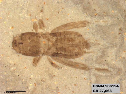 Pteromogoplistes sp