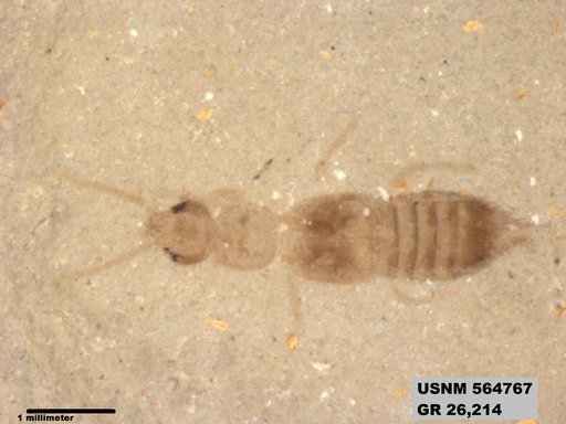 Genus sp