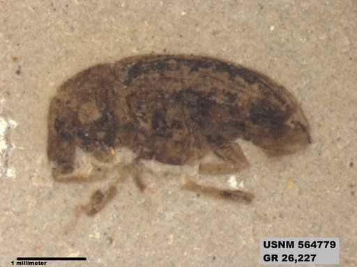 Insecta