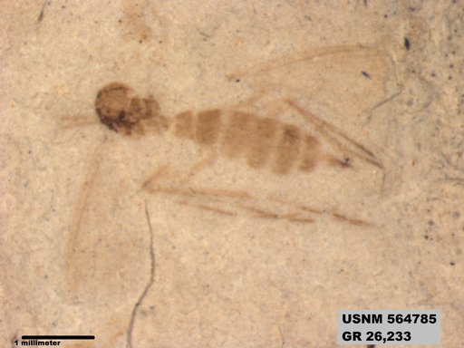 Genus sp