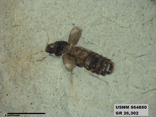 Genus sp
