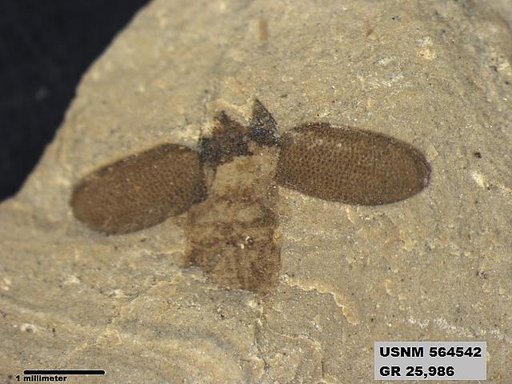 Insecta