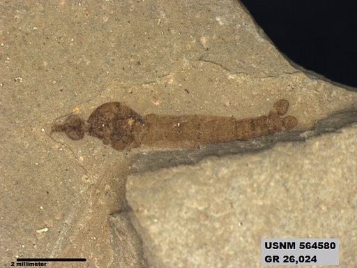 Genus sp
