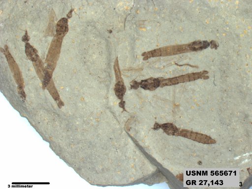 Genus sp