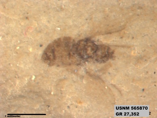 Insecta