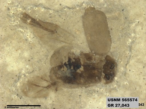 Insecta