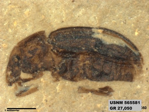 Insecta