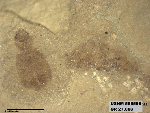 Insecta