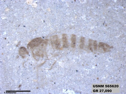 Insecta