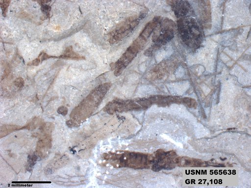Insecta