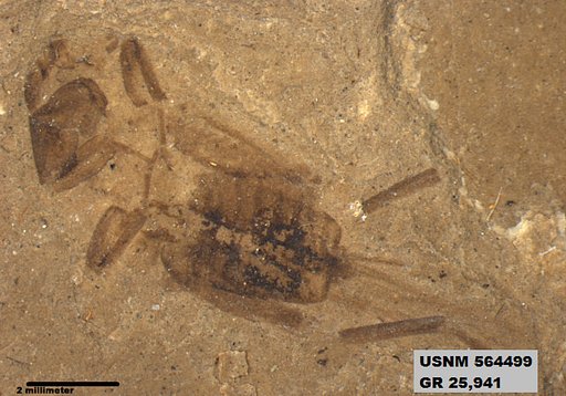 Genus sp
