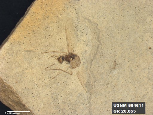 Insecta