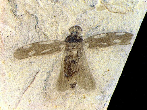 Genus sp