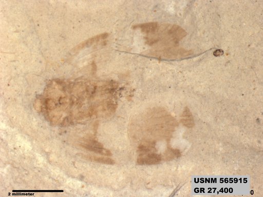 Genus sp
