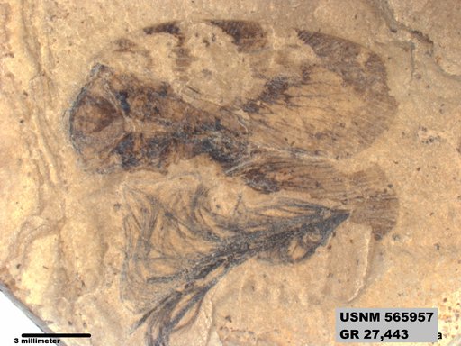 Genus sp