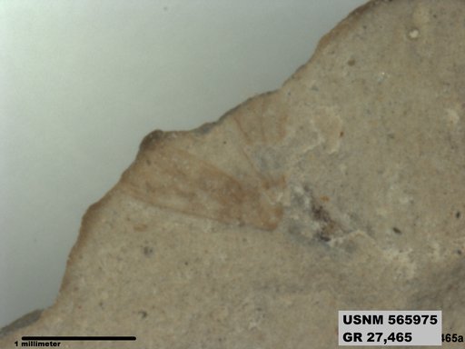 Genus sp