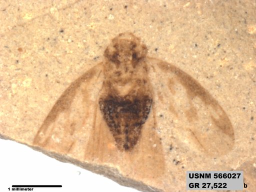 Genus sp