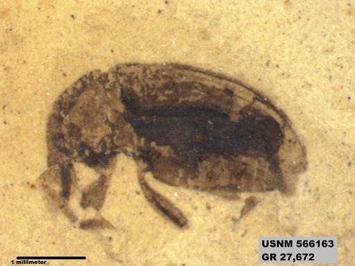 Insecta
