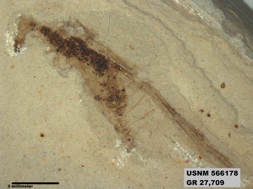 Genus sp
