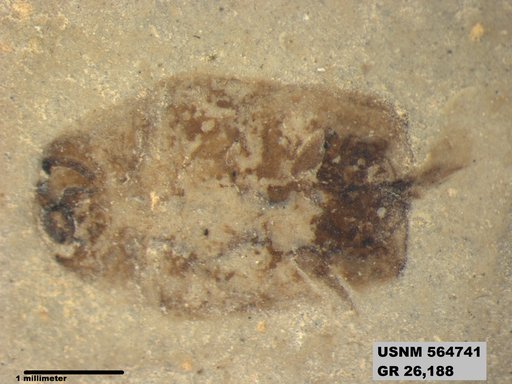 Insecta