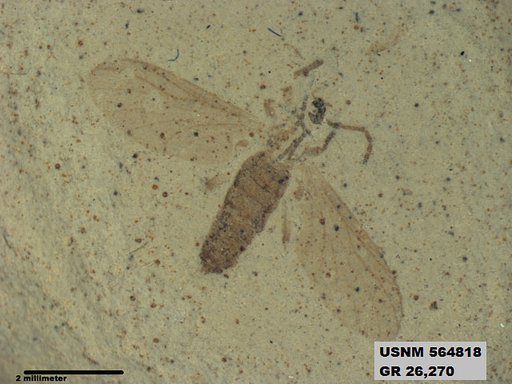 Genus sp
